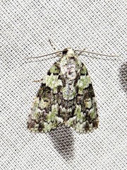 Blenina squamifera