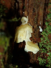 Antrodiella citrinella