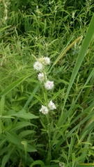 Hyptis lappacea