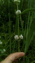 Hyptis lappacea