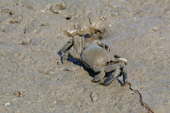 Venitus latreillei