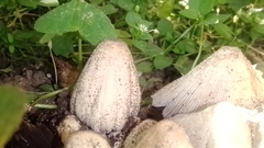 Coprinopsis atramentaria