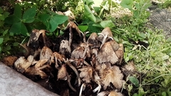 Coprinopsis atramentaria