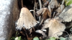 Coprinopsis atramentaria