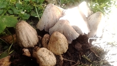 Coprinopsis atramentaria