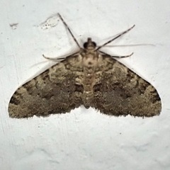 Nebula ibericata