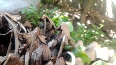 Coprinopsis atramentaria