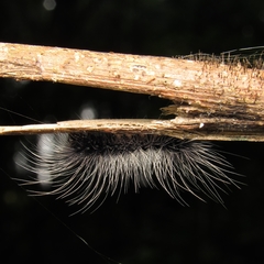 Apistosia judas