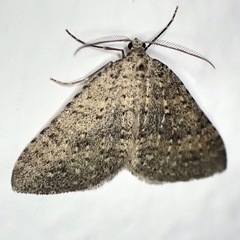 Colostygia multistrigaria