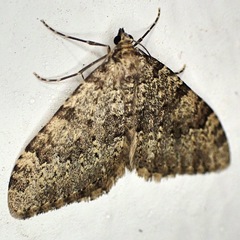 Nebula ibericata