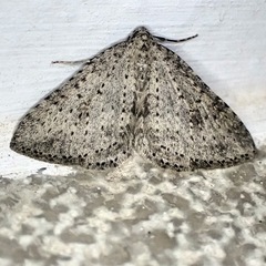 Colostygia multistrigaria