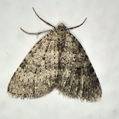 Colostygia multistrigaria