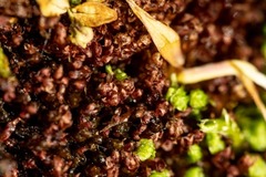 Ptychostomum pallens