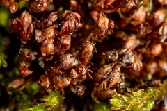 Ptychostomum pallens