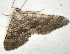 Colostygia multistrigaria