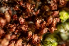 Ptychostomum pallens