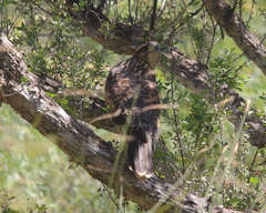 Parabuteo unicinctus unicinctus