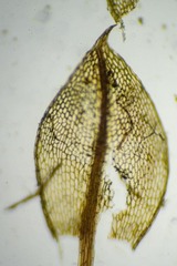 Ptychostomum pallens