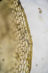 Ptychostomum pallens