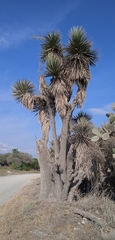 Yucca periculosa