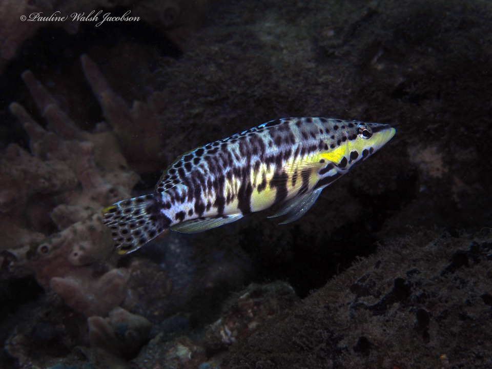 Harlequin Bass