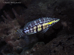 Harlequin Bass photo 1