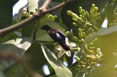 Anthreptes neglectus