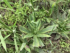 Eryngium serra