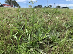 Eryngium serra