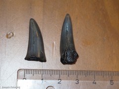 Lamniformes