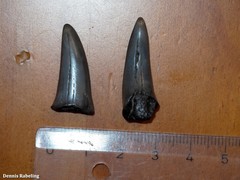 Lamniformes