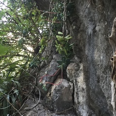 Pachyphytum rogeliocardenasii