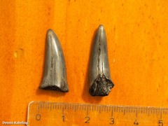 Lamniformes