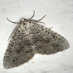 Colostygia multistrigaria