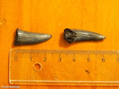 Lamniformes