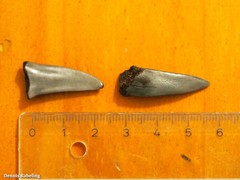 Lamniformes