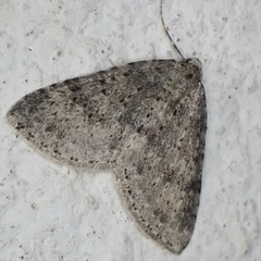 Colostygia multistrigaria