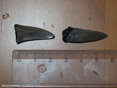 Lamniformes