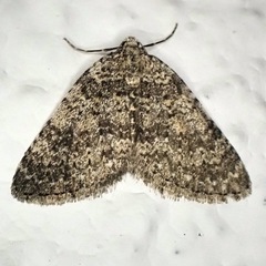 Colostygia multistrigaria