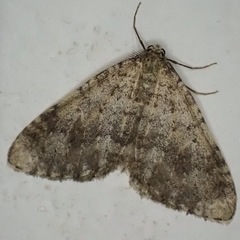 Colostygia multistrigaria