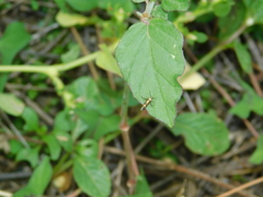 Eretmocera impactella