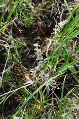 Poa alpigena