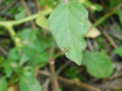 Eretmocera impactella
