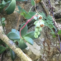 Pachyphytum rogeliocardenasii