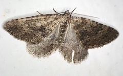 Colostygia multistrigaria