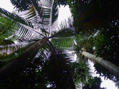 Acanthophoenix rubra