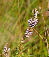 Angelonia integerrima