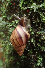 Lissachatina immaculata