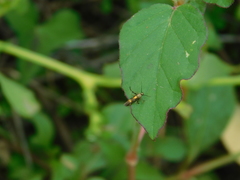 Eretmocera impactella