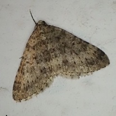 Colostygia multistrigaria